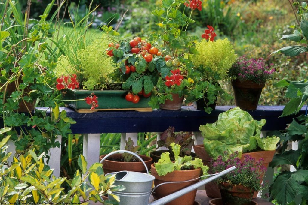 Urban Farming di Lahan Sempit Solusi Berkebun untuk Hunian Perkotaan