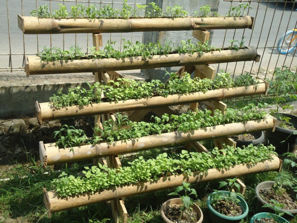 Urban Farming untuk Pemula Cara Berkebun di Tengah Keterbatasan Lahan
